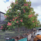 Briotii Red Horse Chestnut