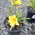 Happy Returns Daylily