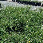 Mexican Daisy