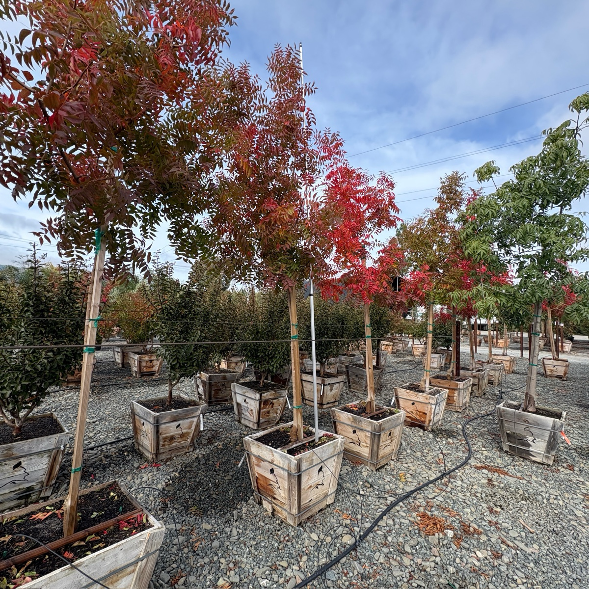 Keith Davey Chinese Pistache Tree