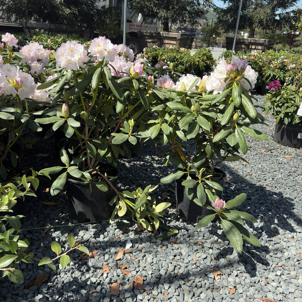 Album Catawba Rhododendron
