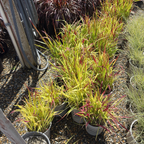 Japanese Blood Grass