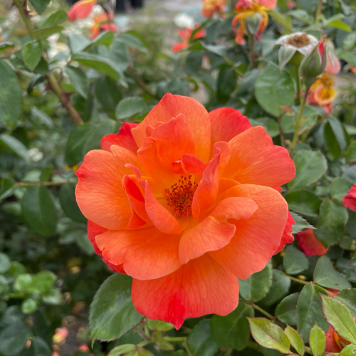 Livin' Easy Rose (Rosa 'Fryabun') | Floribunda Rose – Victory Nursery