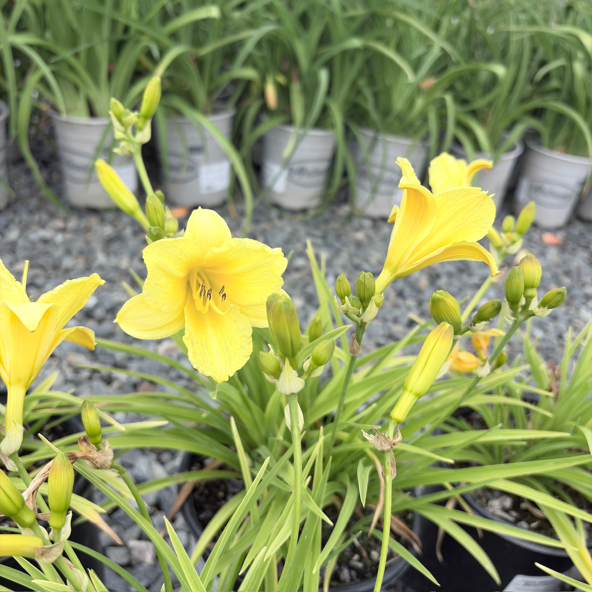 Happy Returns Daylily
