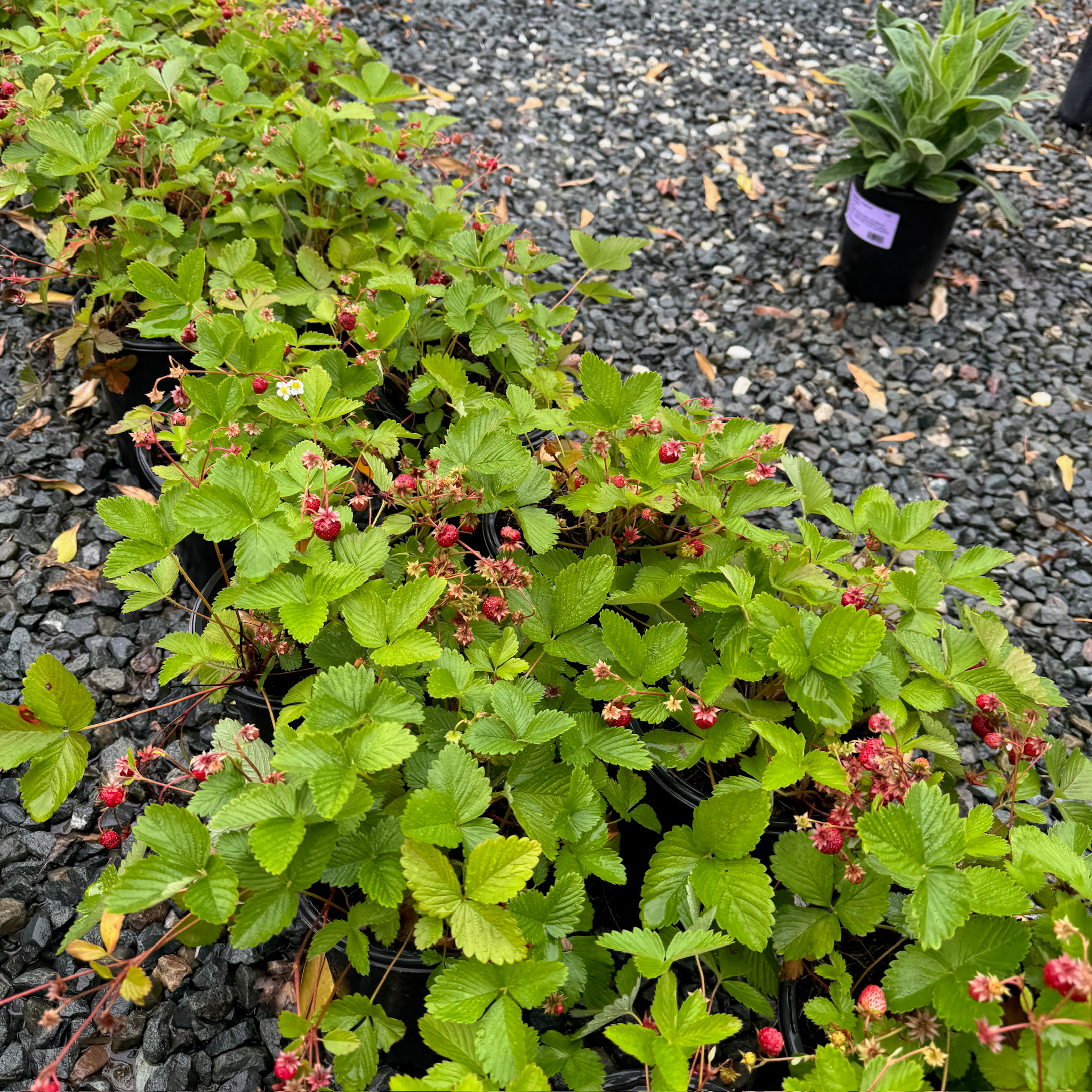 Woodland Strawberry