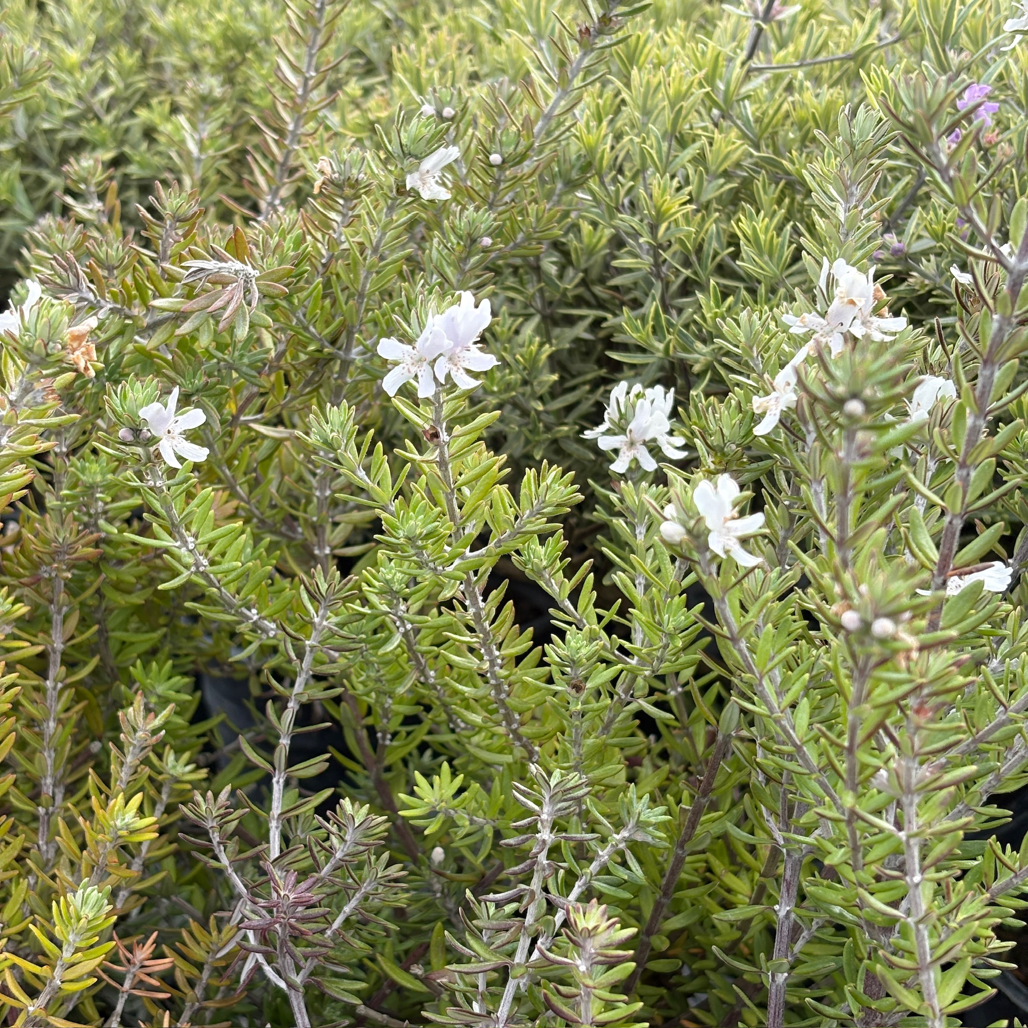 Coast Rosemary