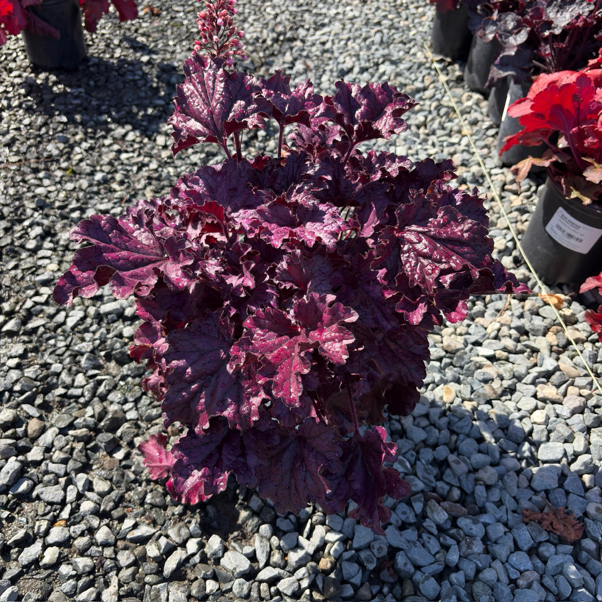 Forever Purple Coral Bells