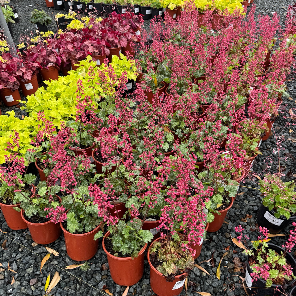 Paris Coral Bells