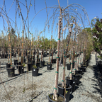 Double Weeping Cherry