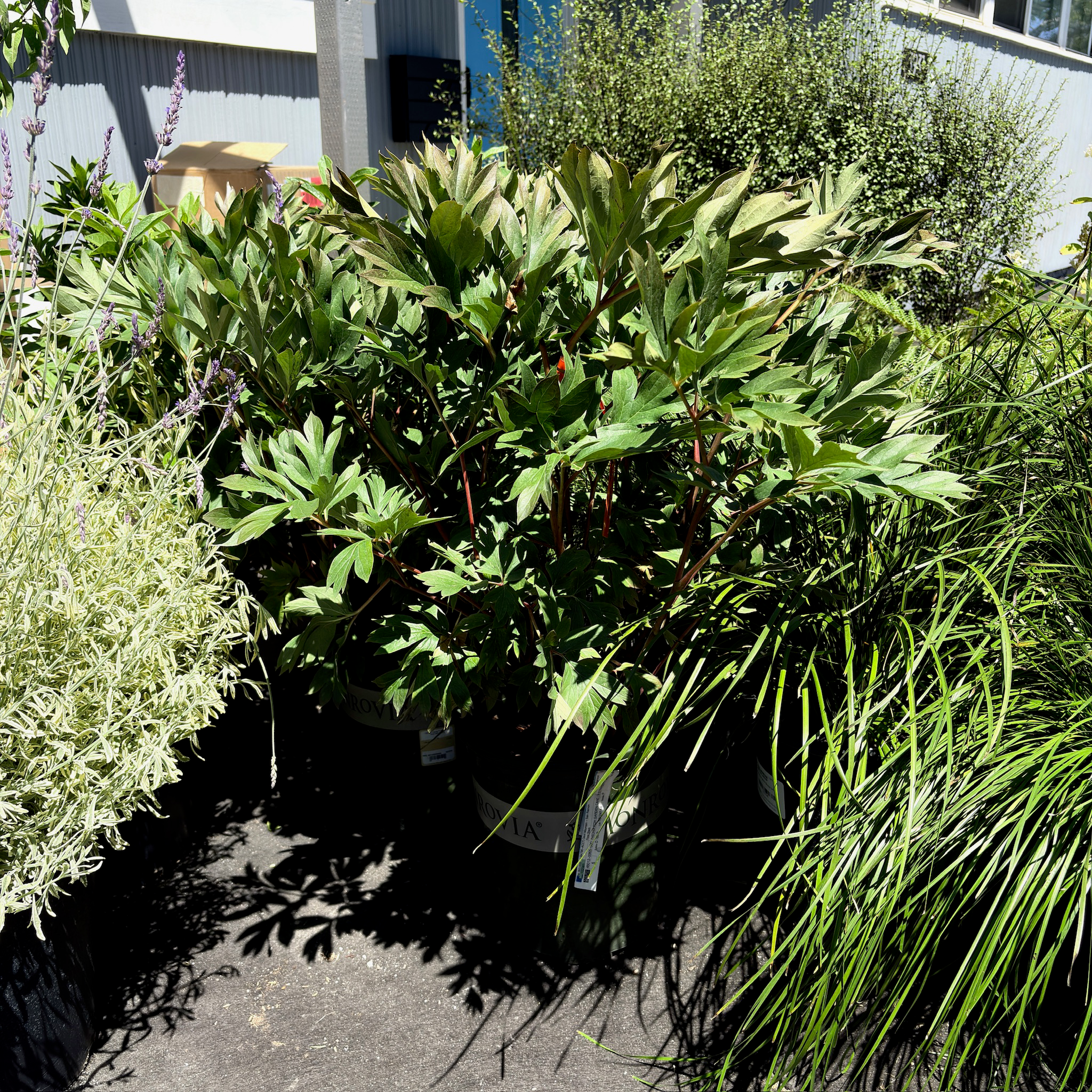 Strawberry Swirl Itoh Peony