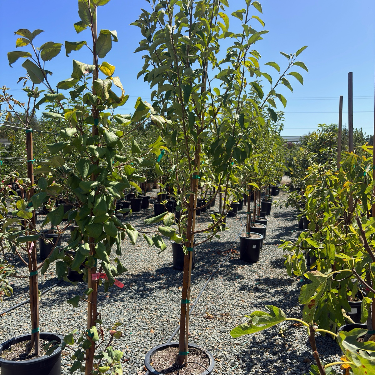 Honey Crisp Apple Tree
