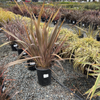 Pink Stripe New Zealand Flax