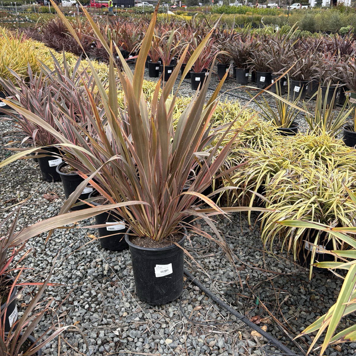 Pink Stripe New Zealand Flax
