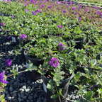 Homestead Purple Verbena