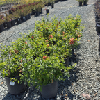 Orange Flowering Quince