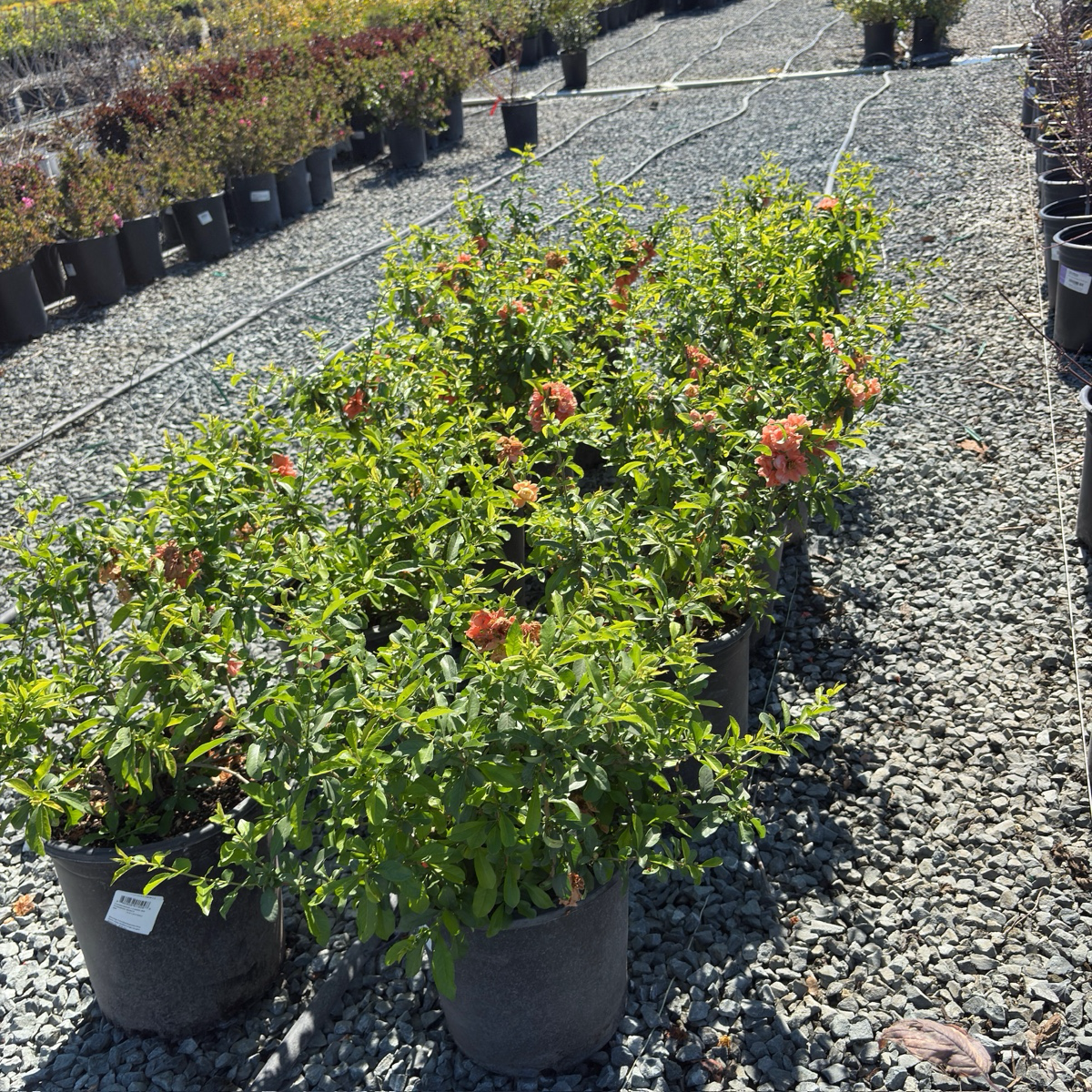 Orange Flowering Quince