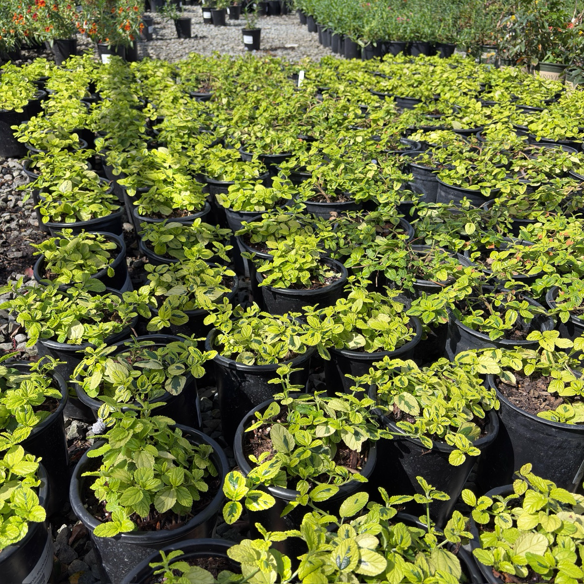 Variegated Carmel Creeper California Lilac