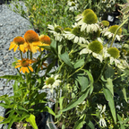 Coneflower