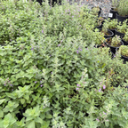 Blue Wonder Catmint