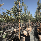 Chanticleer Callery Pear