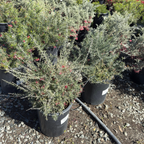 Canberra Gem Grevillea