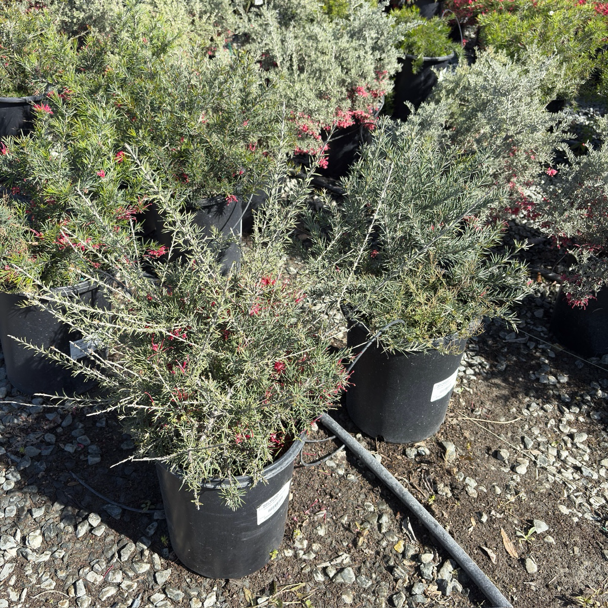Canberra Gem Grevillea