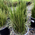 Variegated Striped Rush