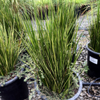 Variegated Striped Rush