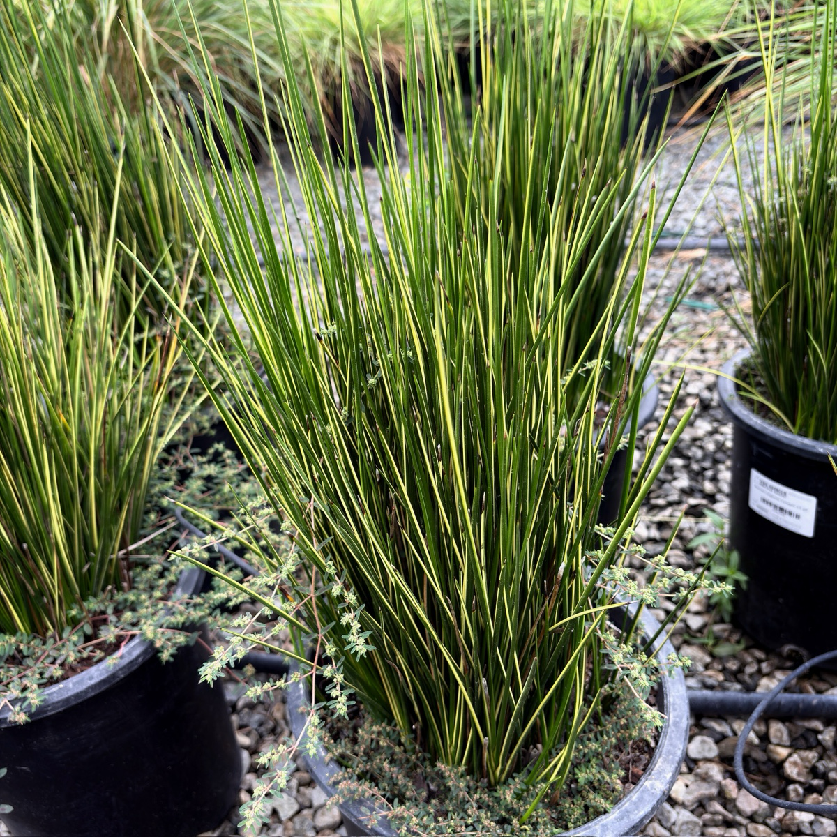Variegated Striped Rush