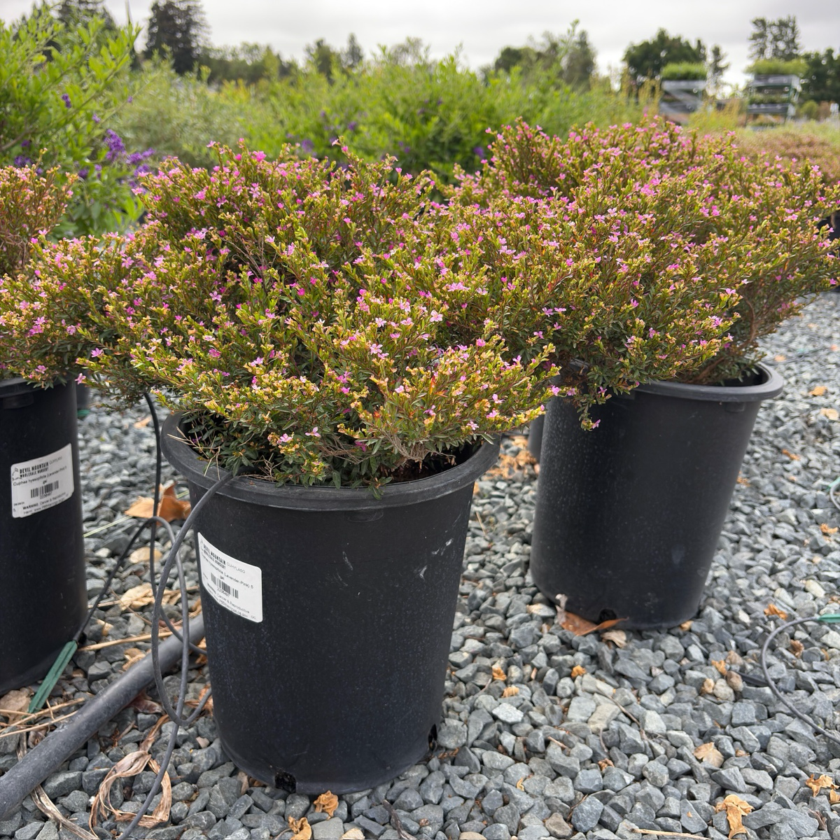 Mexican Heather