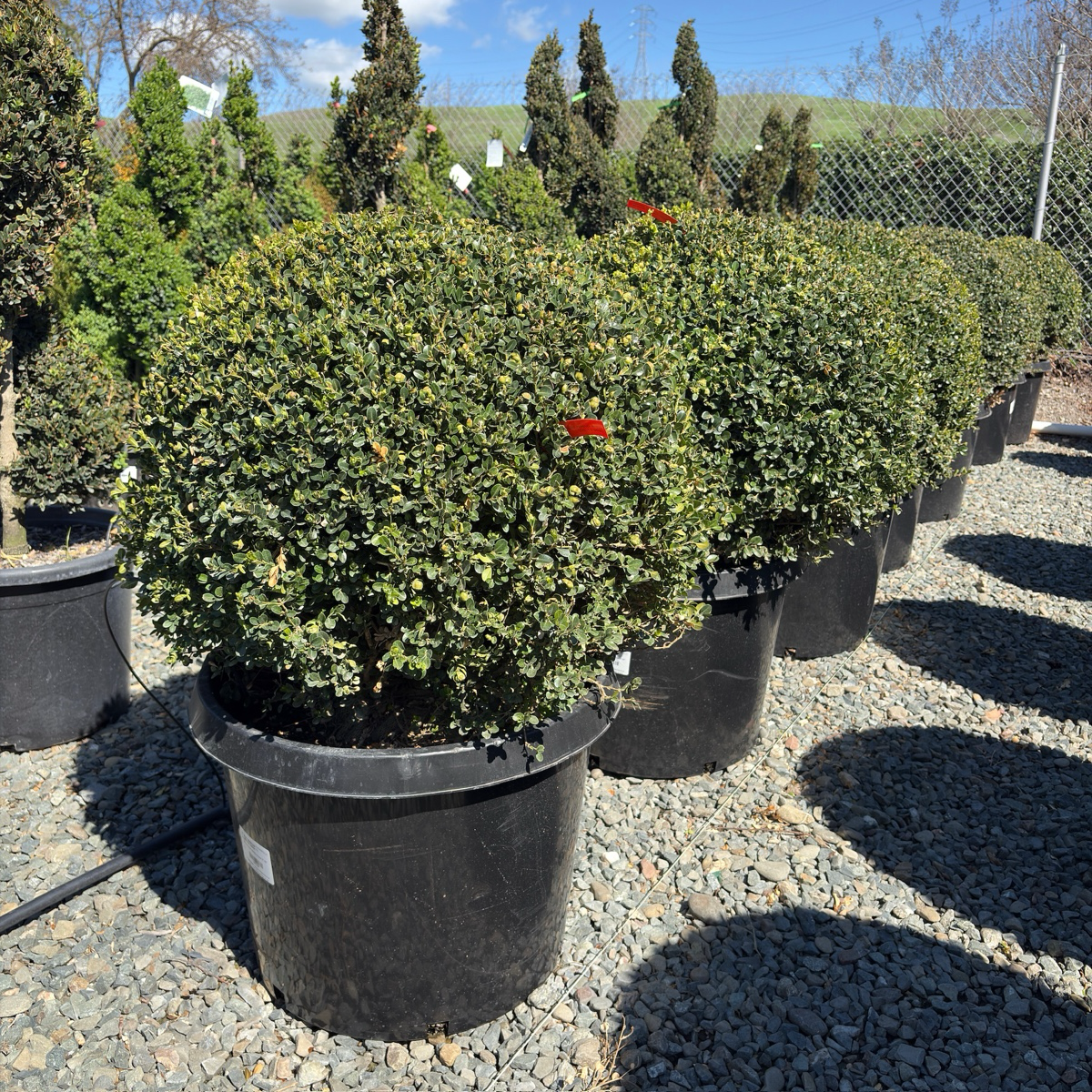Green Beauty Boxwood