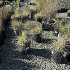 Canyon Prince Lyme Grass