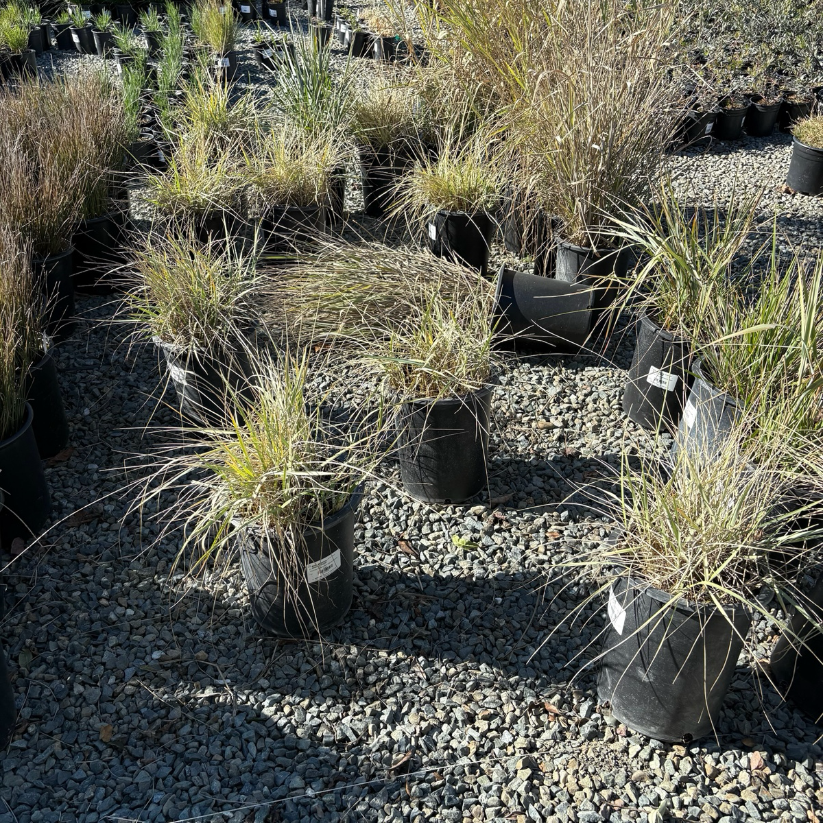 Canyon Prince Lyme Grass