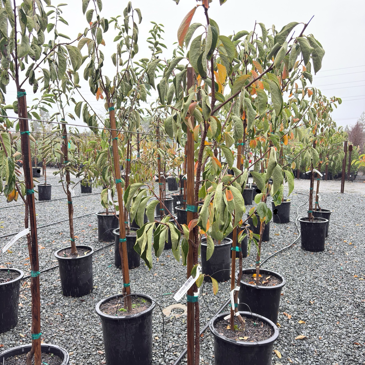 Giant Fuyu Persimmon