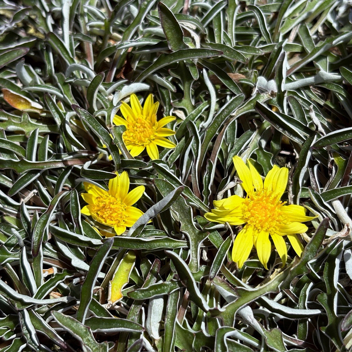 Silver Carpet