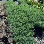 Catmint