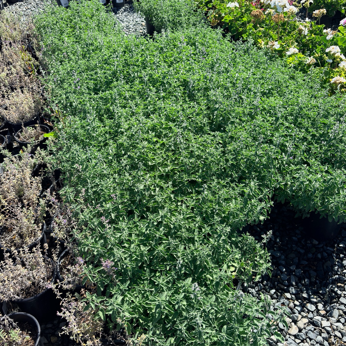 Catmint