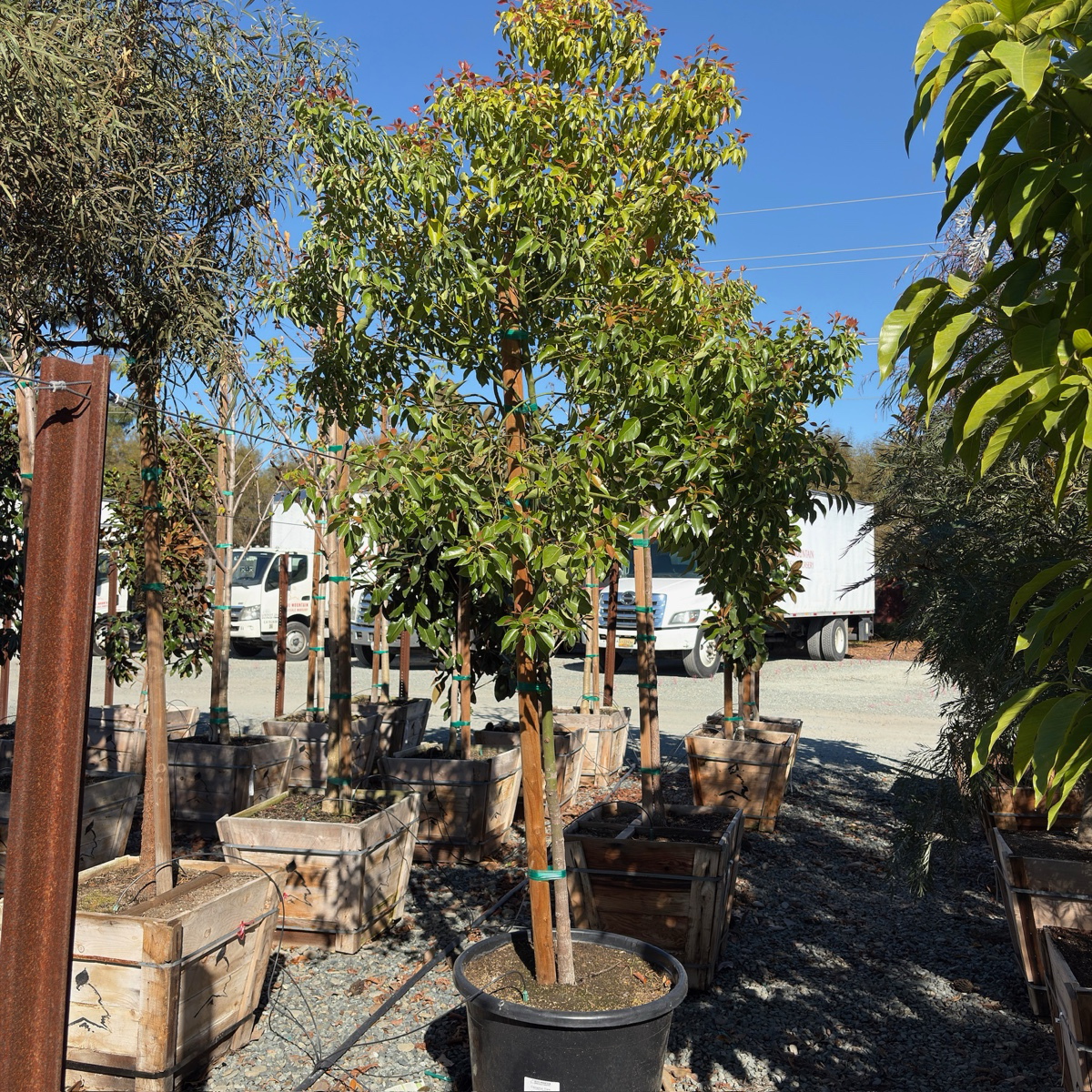 Camphor Tree