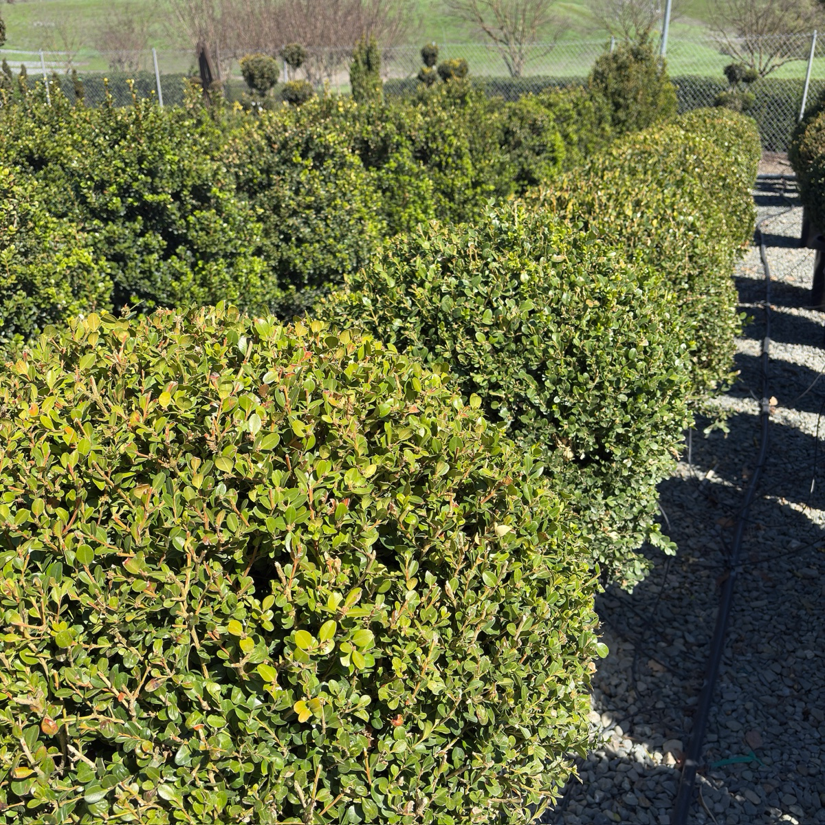 Winter Gem Boxwood