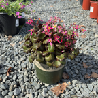 Berry Bright Saxifrage