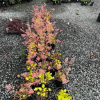 Kira Green Tea Coral Bells