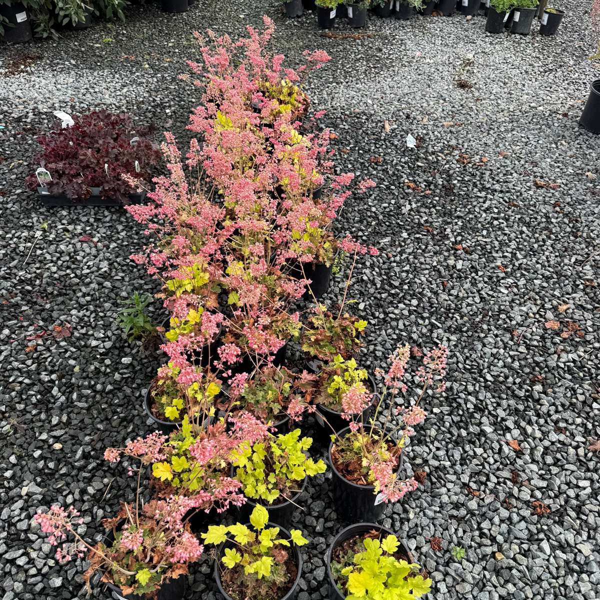 Kira Green Tea Coral Bells