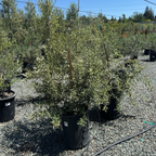 Arbequina Fruiting Olive Tree