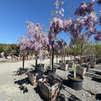 Cooke’s Purple Wisteria