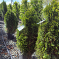 Emerald Petite Arborvitae