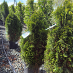 Emerald Petite Arborvitae