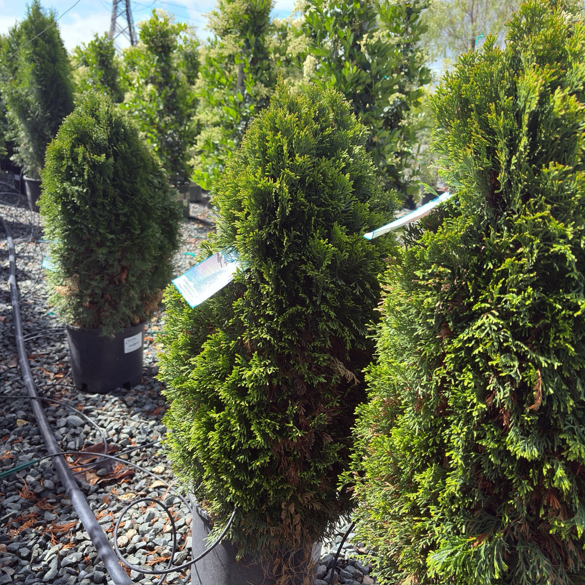 Emerald Petite Arborvitae