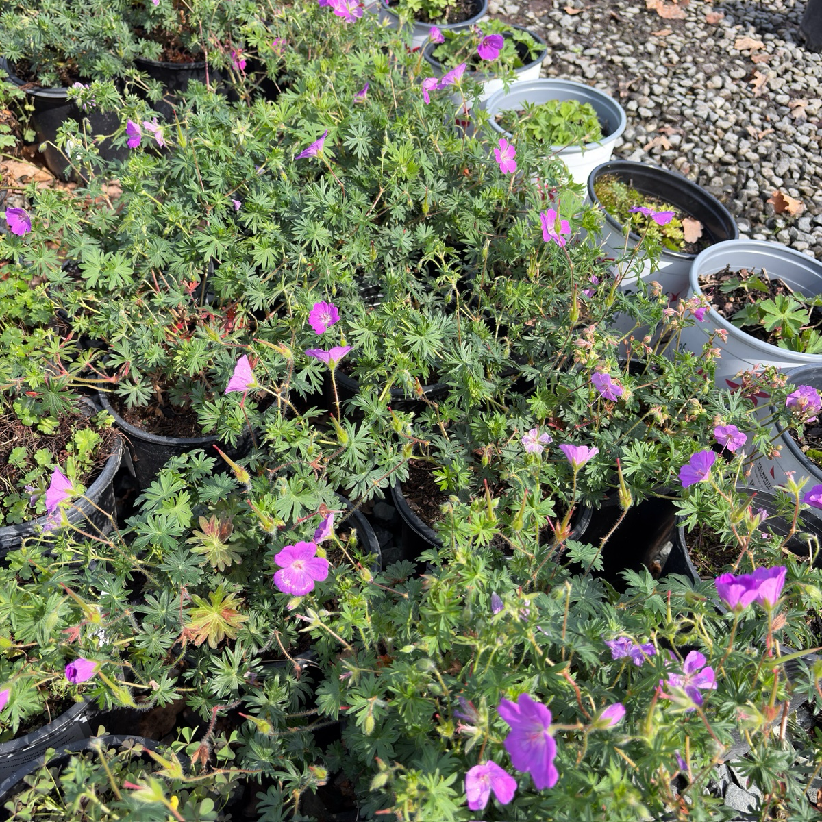 Bloody Cranesbill
