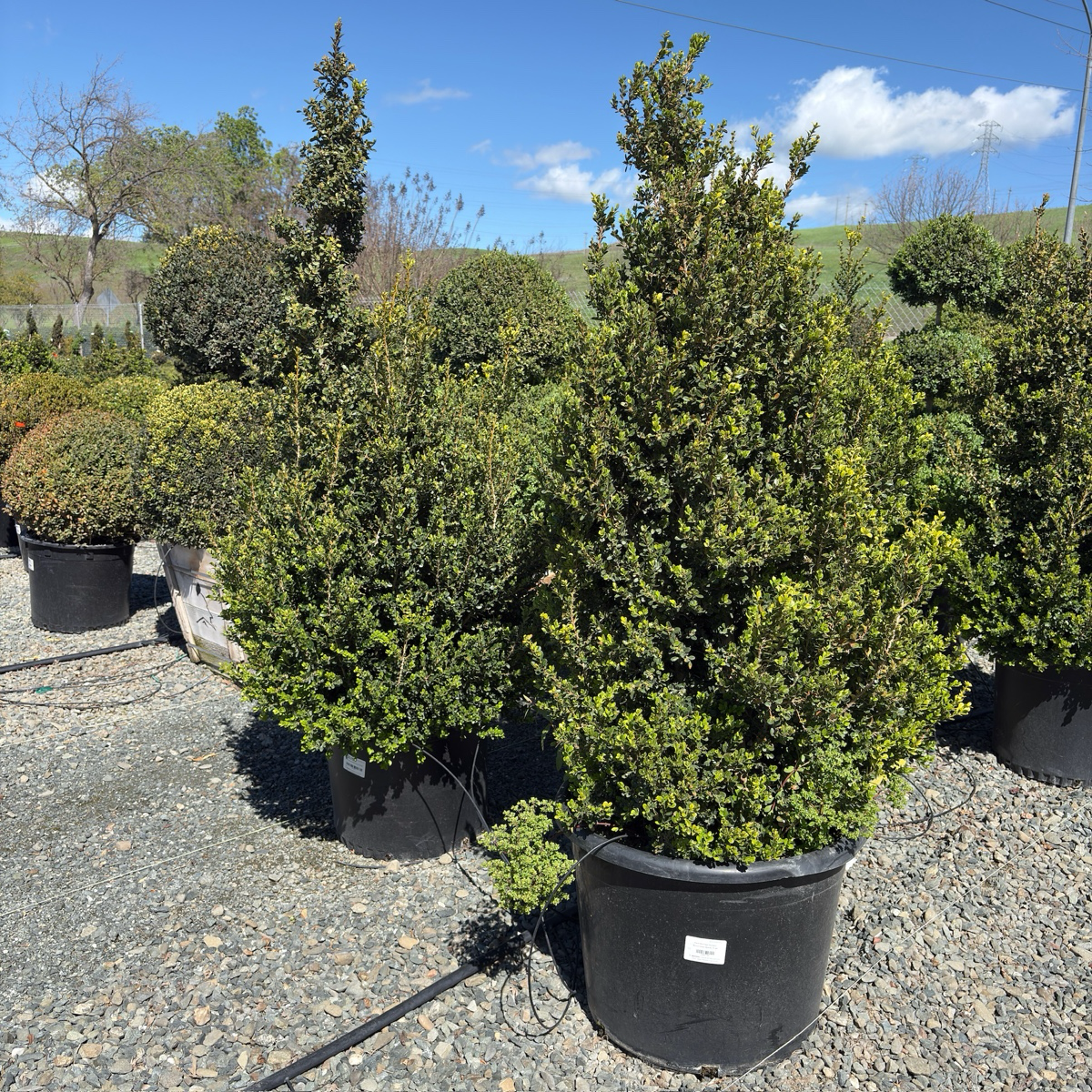 Green Beauty Boxwood
