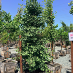 Sky Tower Grove Ginkgo
